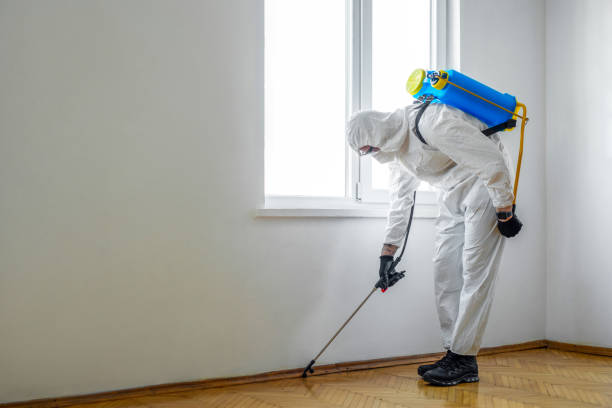 Best Local Pest Control Services  in Maplewood, MO