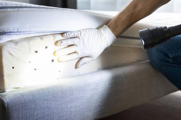 Best Flea Control Services  in Maplewood, MO