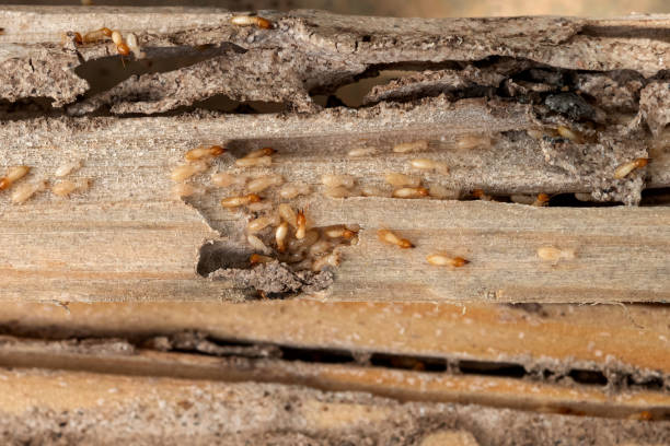 Best Cockroach Control Services  in Maplewood, MO