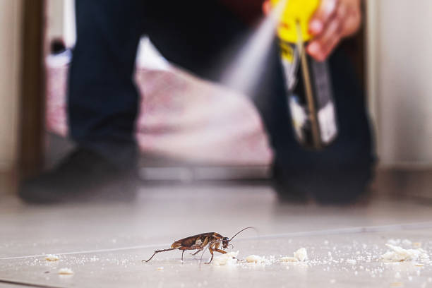 Best Spider Control Near Me  in Maplewood, MO