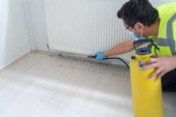 Flea Control Services in Maplewood, MO
